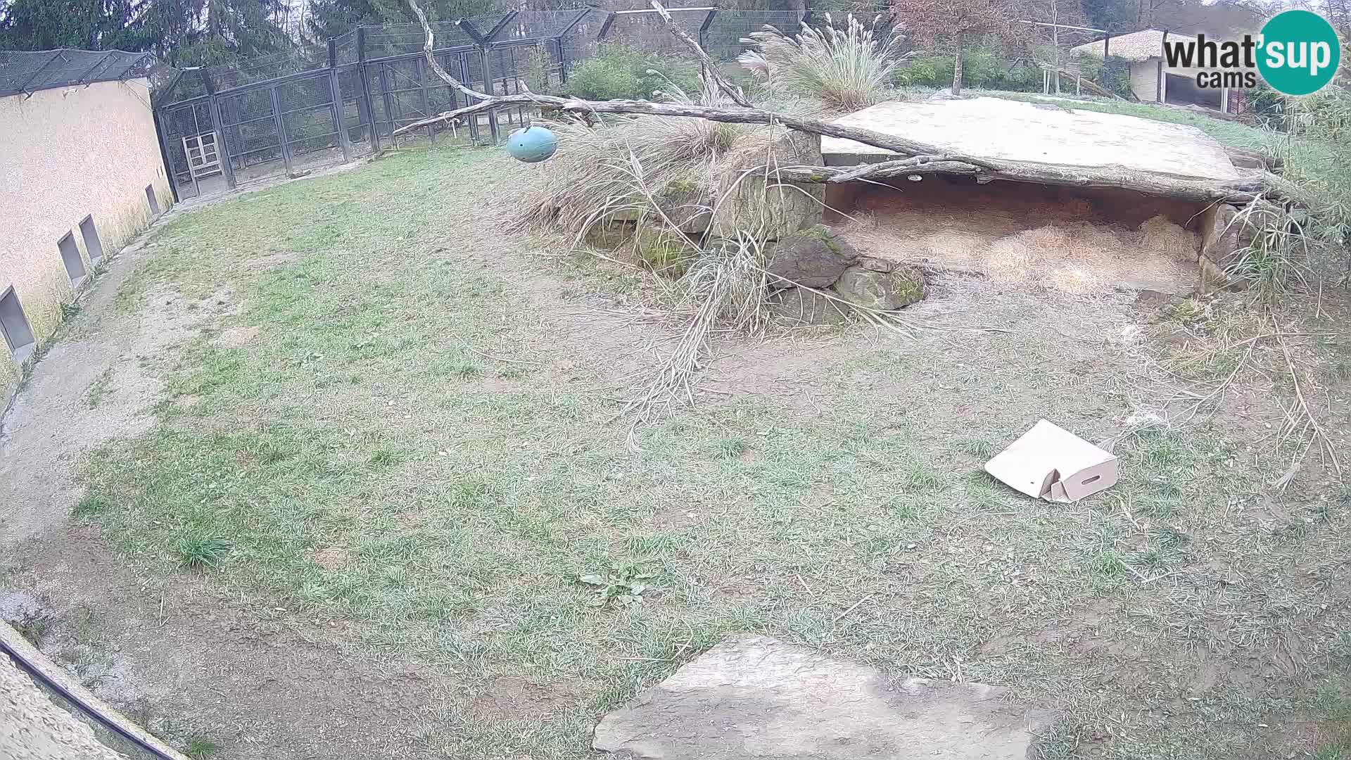 LEONE live Webcam nello zoo di Lubiana – Slovenia