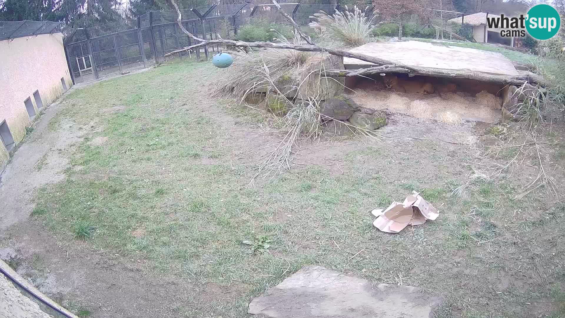 LEONE live Webcam nello zoo di Lubiana – Slovenia