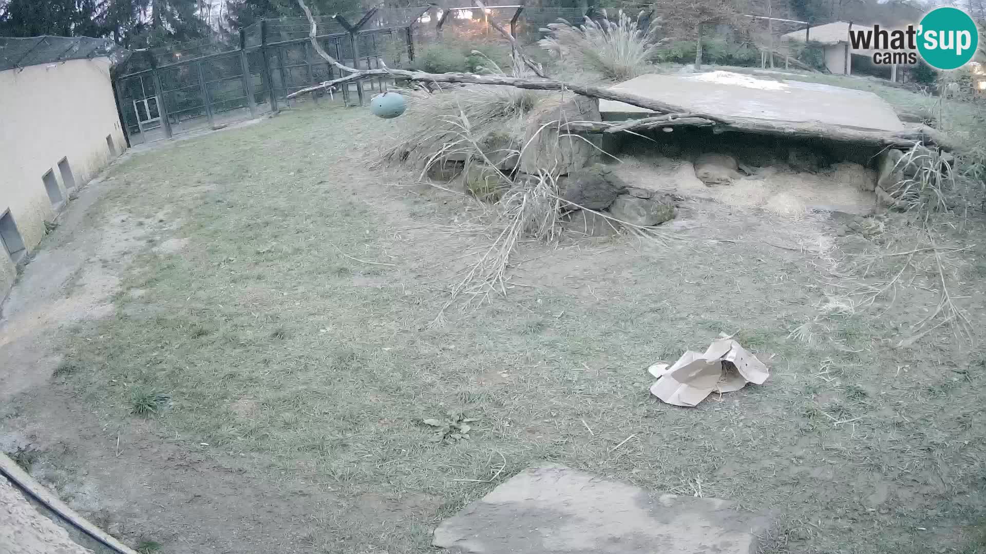 LEONE live Webcam nello zoo di Lubiana – Slovenia