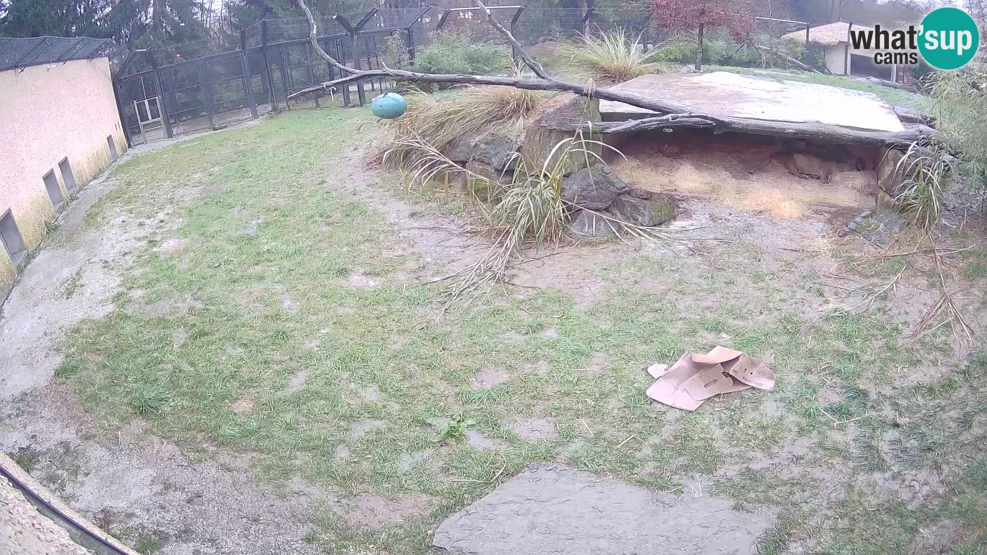 LEON Webcam en vivo en Ljubljana Zoo – Eslovenia