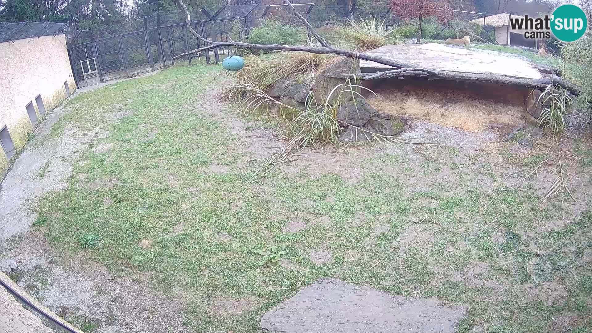 Löwe live Webcam im Zoo von Ljubljana – Slowenien