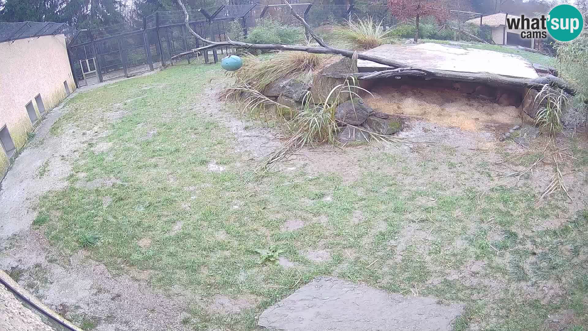 LEVI spletna kamera v živalskem vrtu Ljubljana Zoo