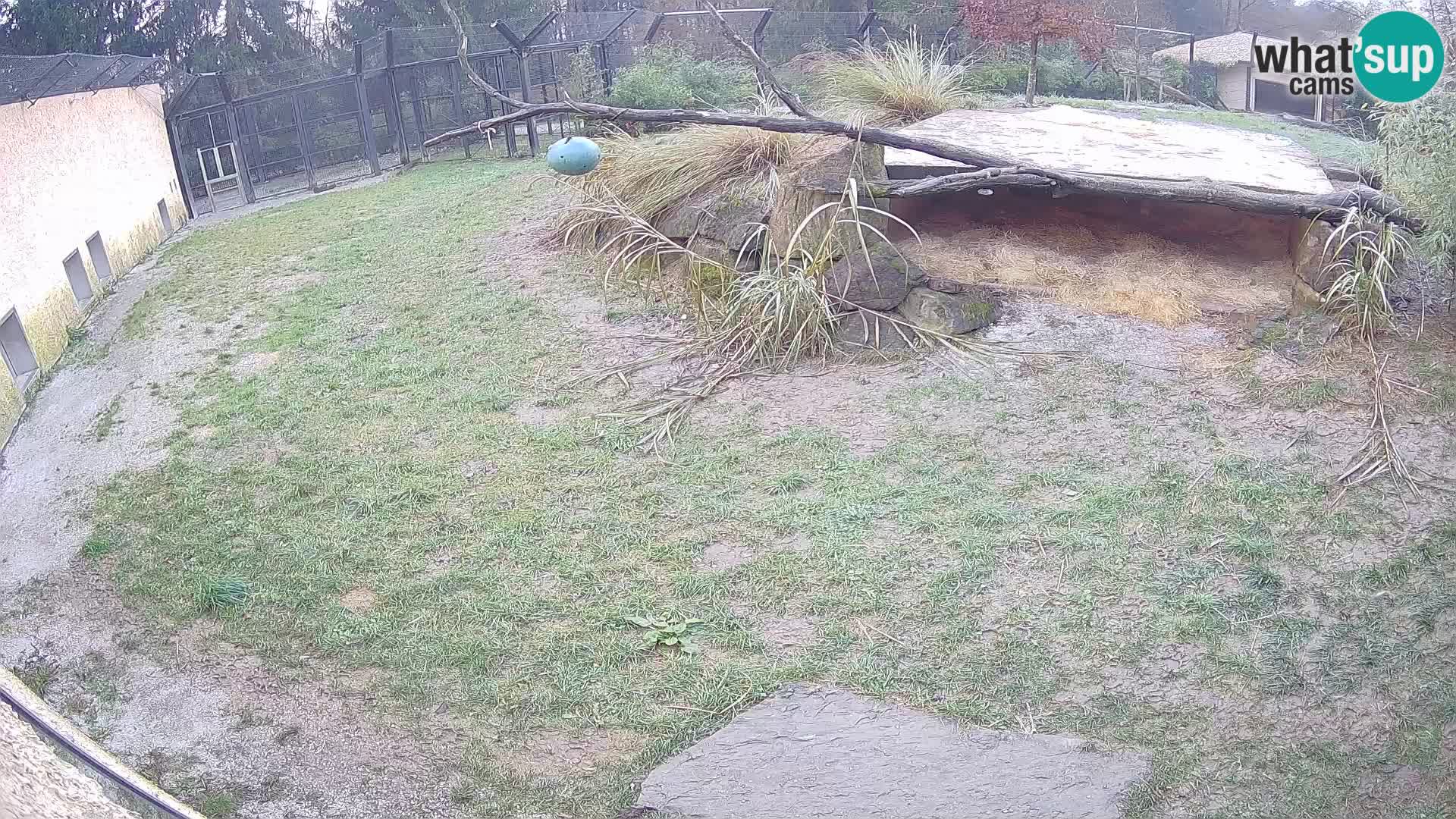 LEONE live Webcam nello zoo di Lubiana – Slovenia