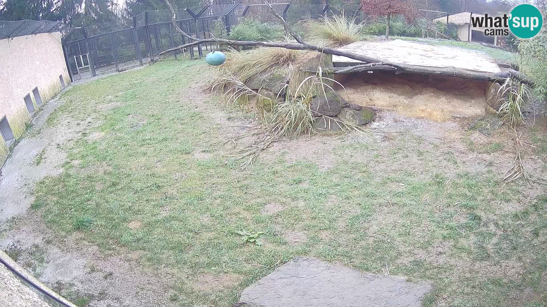 LEONE live Webcam nello zoo di Lubiana – Slovenia