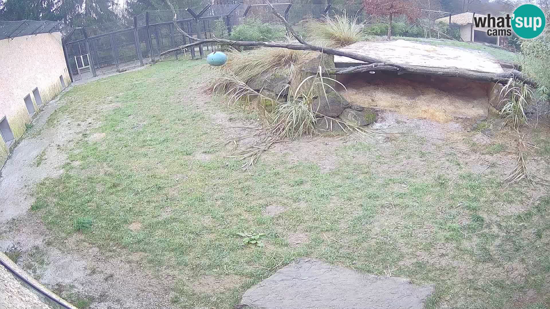 LEVI spletna kamera v živalskem vrtu Ljubljana Zoo