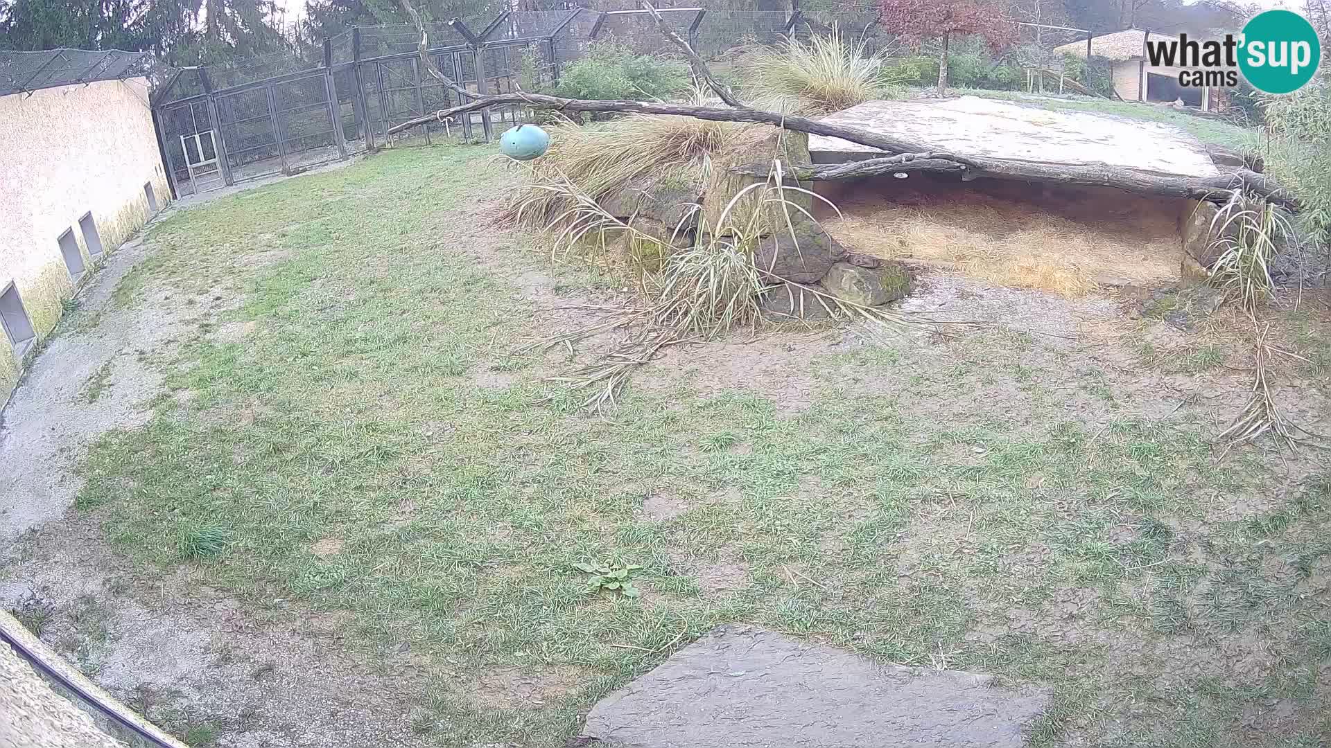 LEONE live Webcam nello zoo di Lubiana – Slovenia