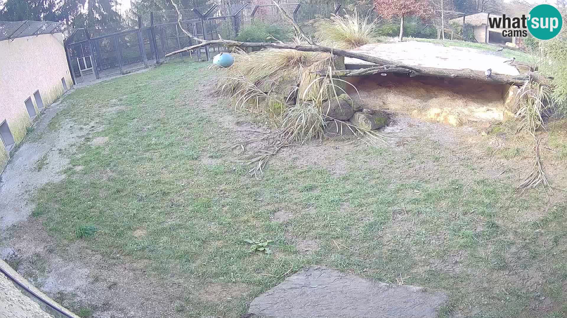 LEONE live Webcam nello zoo di Lubiana – Slovenia