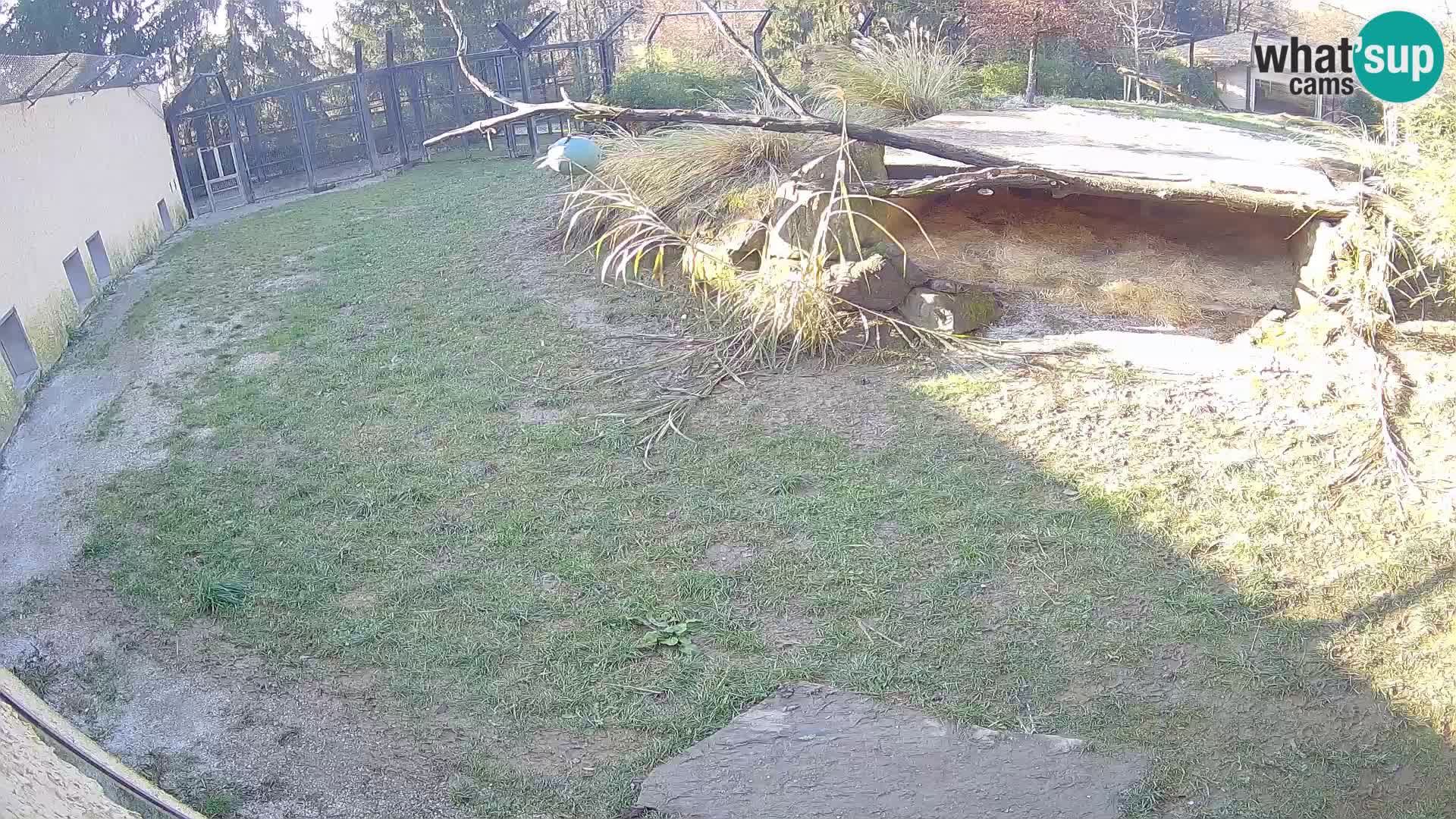 LEONE live Webcam nello zoo di Lubiana – Slovenia