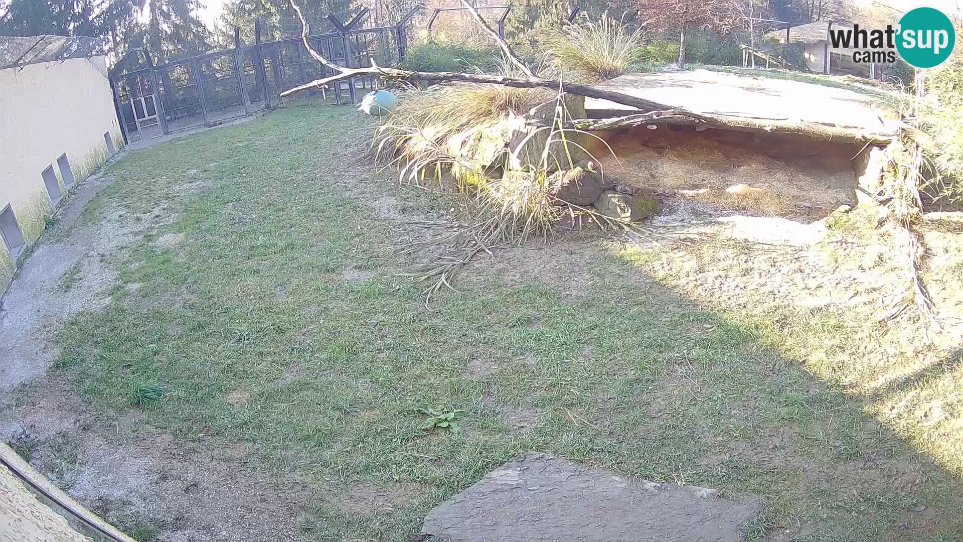 LEONE live Webcam nello zoo di Lubiana – Slovenia