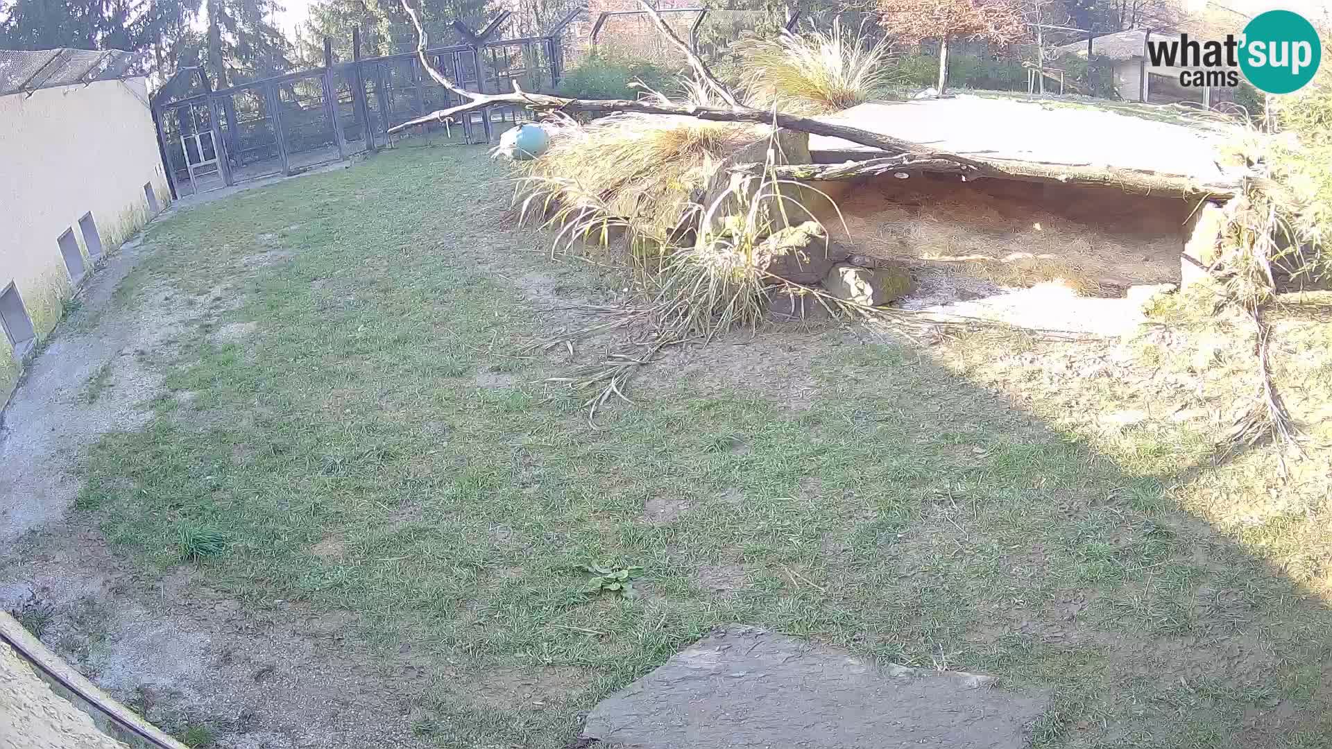 LEONE live Webcam nello zoo di Lubiana – Slovenia