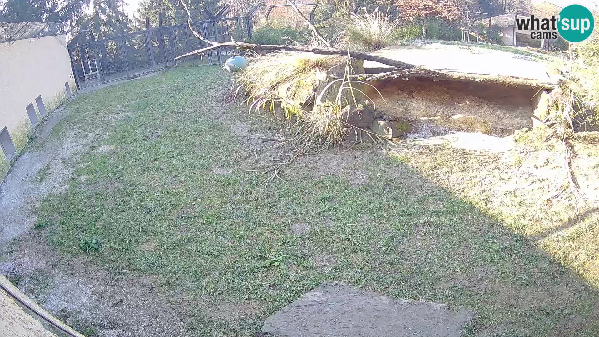 LEONE live Webcam nello zoo di Lubiana – Slovenia