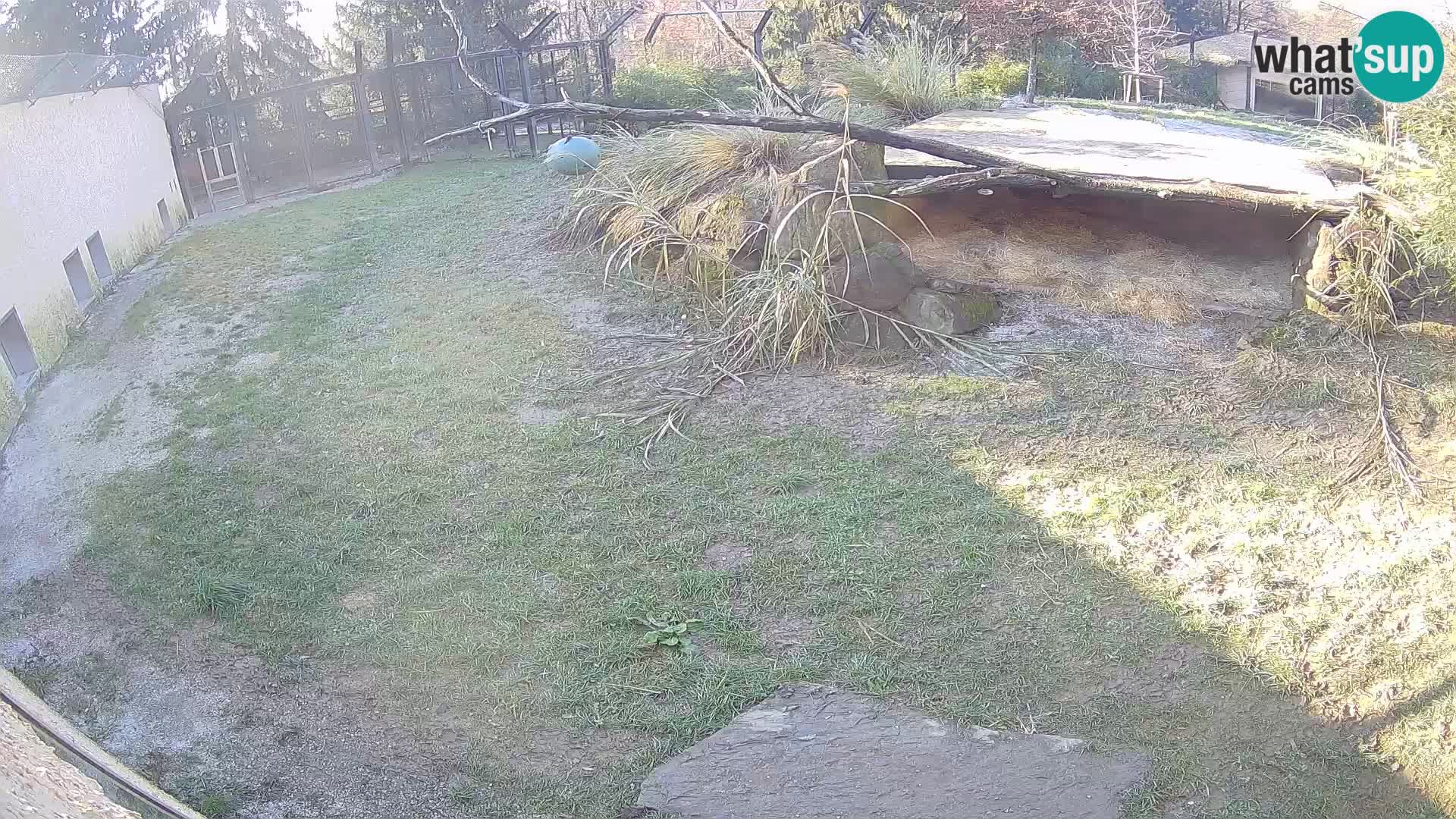 Löwe live Webcam im Zoo von Ljubljana – Slowenien