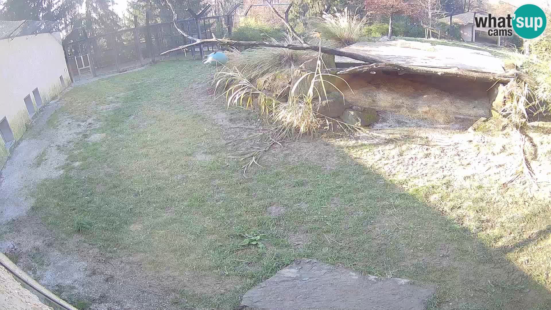 LEONE live Webcam nello zoo di Lubiana – Slovenia