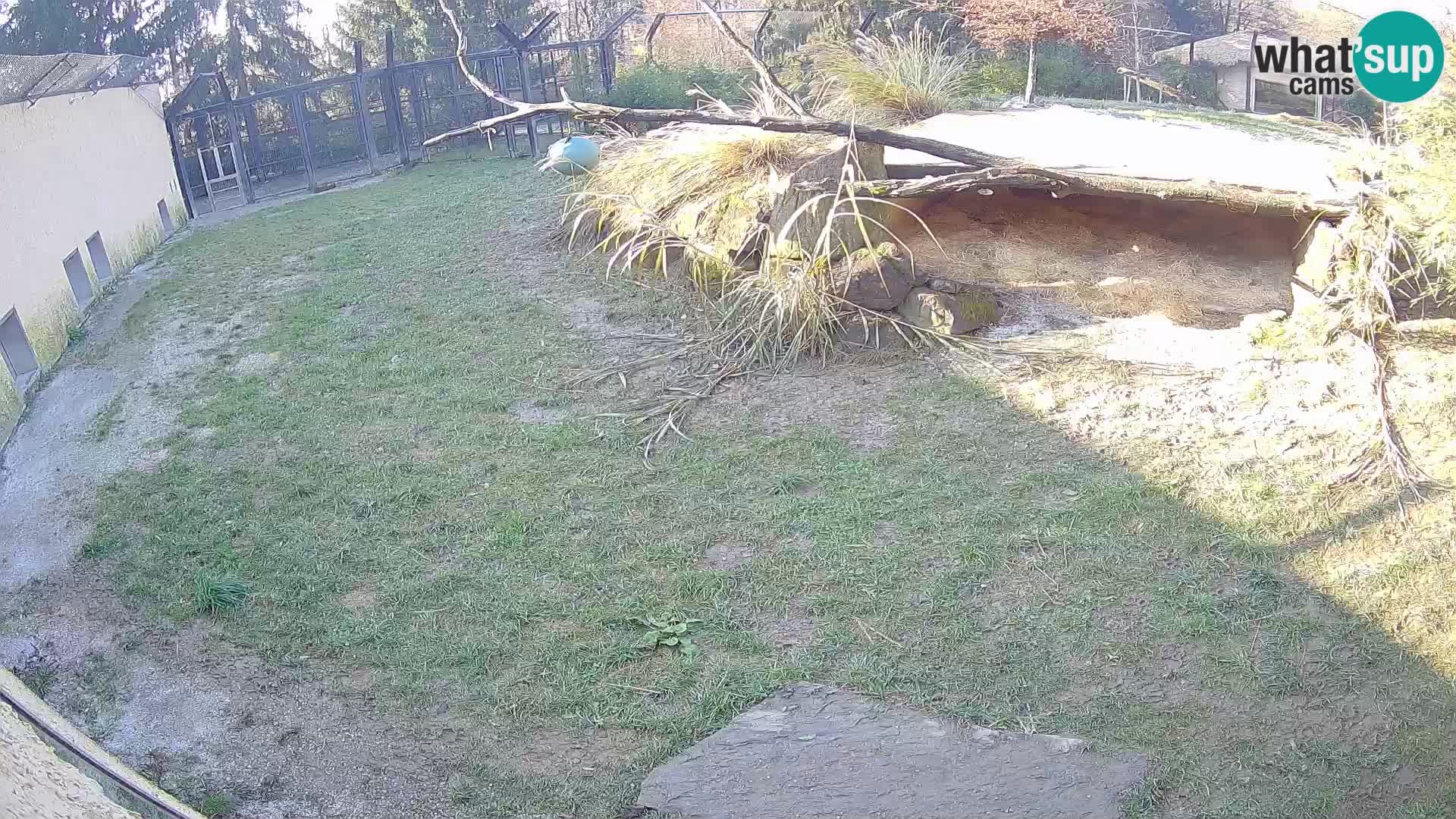 Löwe live Webcam im Zoo von Ljubljana – Slowenien