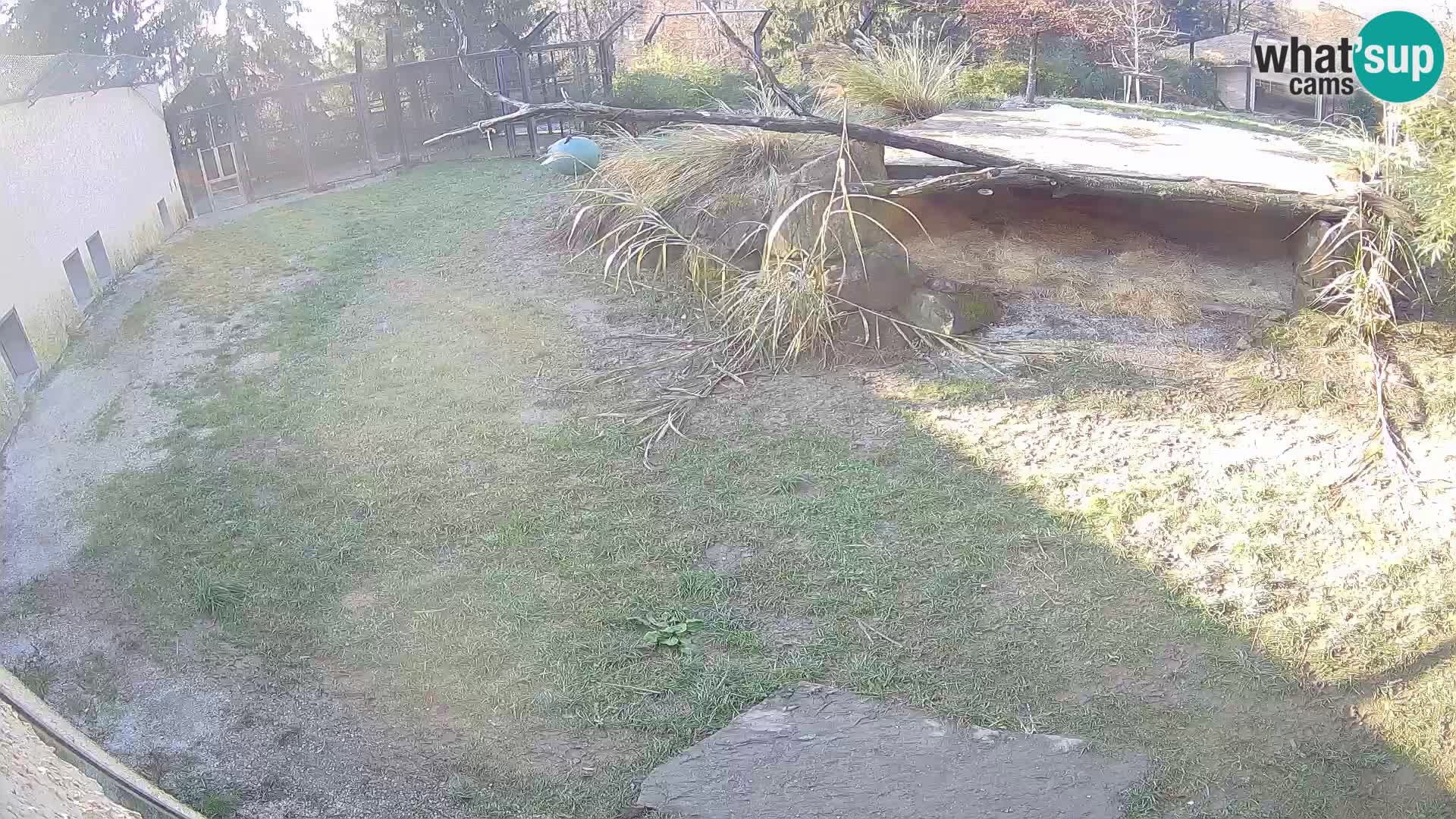 LEONE live Webcam nello zoo di Lubiana – Slovenia