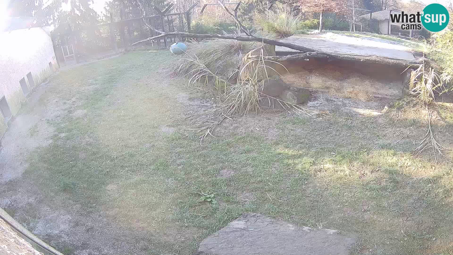 Löwe live Webcam im Zoo von Ljubljana – Slowenien