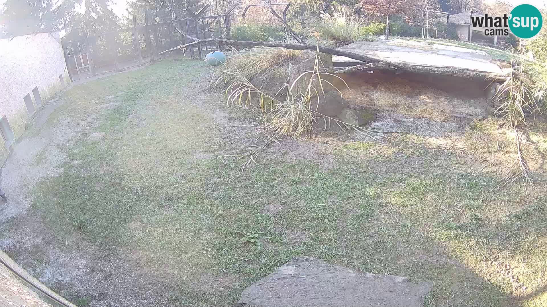 Löwe live Webcam im Zoo von Ljubljana – Slowenien