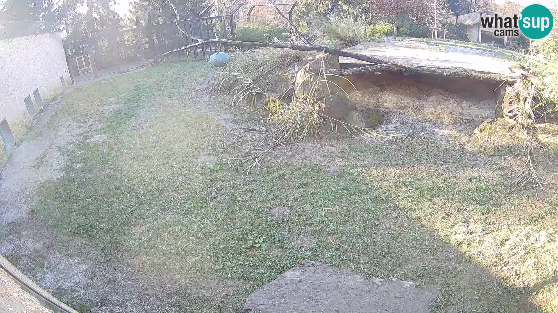 Löwe live Webcam im Zoo von Ljubljana – Slowenien