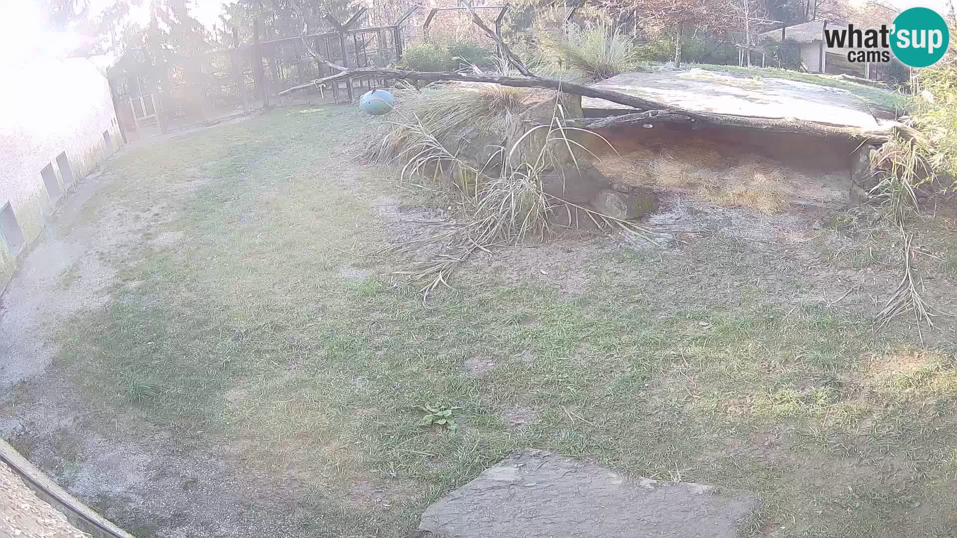 Löwe live Webcam im Zoo von Ljubljana – Slowenien