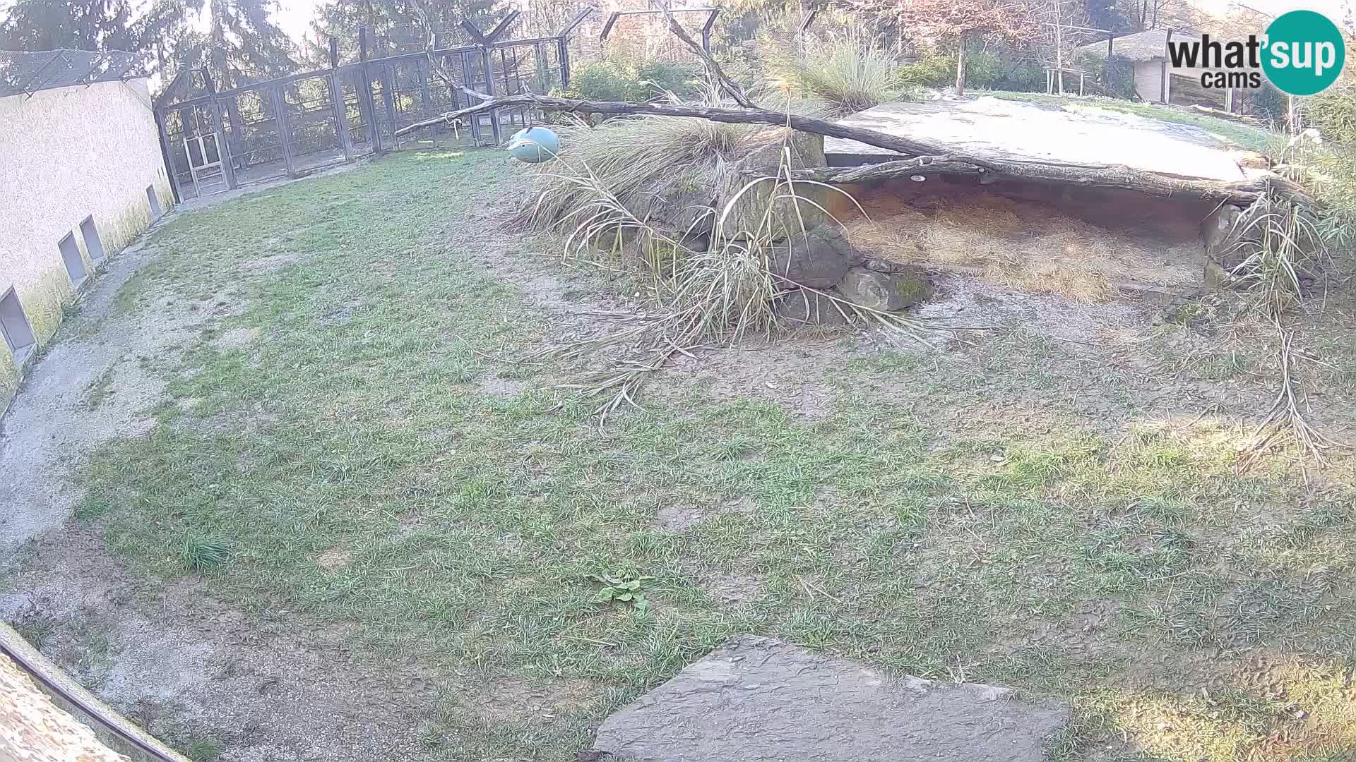 Löwe live Webcam im Zoo von Ljubljana – Slowenien