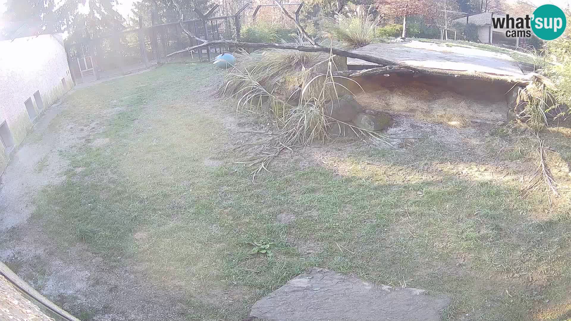 Löwe live Webcam im Zoo von Ljubljana – Slowenien