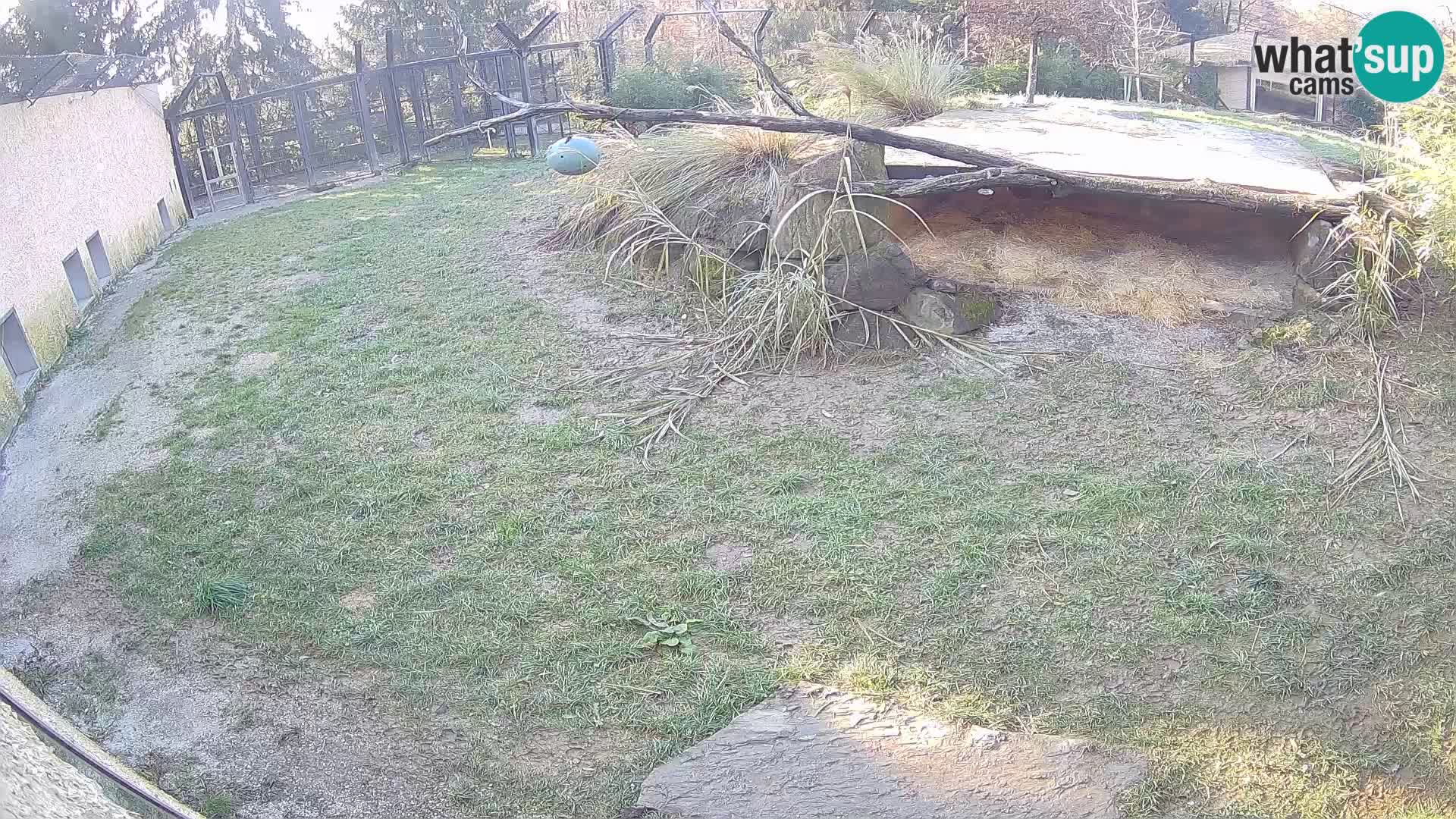 Löwe live Webcam im Zoo von Ljubljana – Slowenien