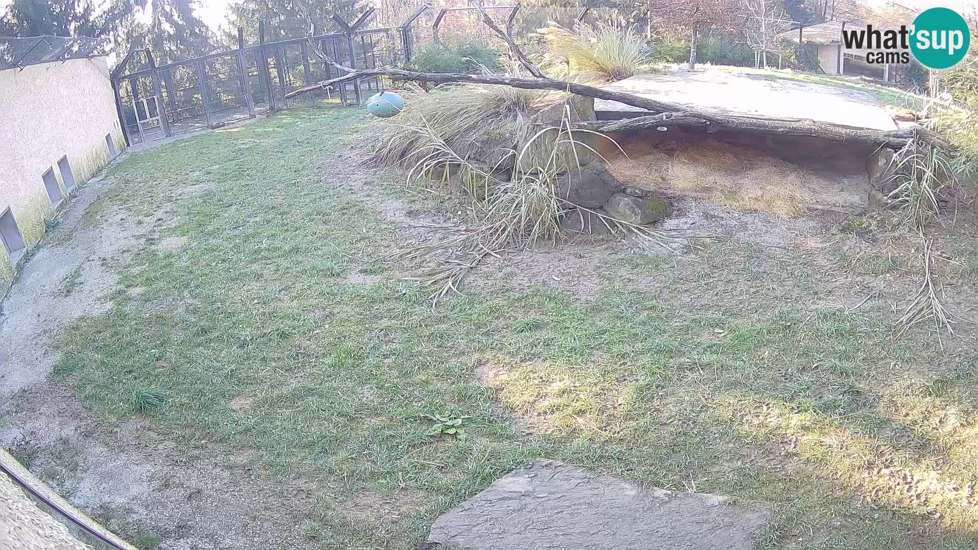 LEVI spletna kamera v živalskem vrtu Ljubljana Zoo