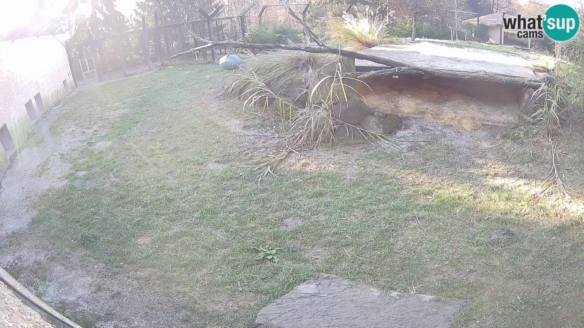 Löwe live Webcam im Zoo von Ljubljana – Slowenien