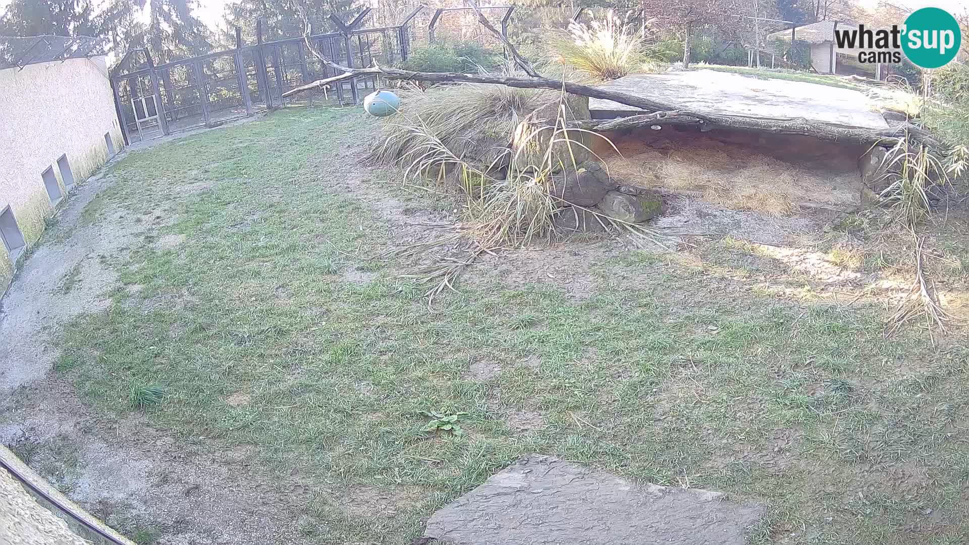 Löwe live Webcam im Zoo von Ljubljana – Slowenien