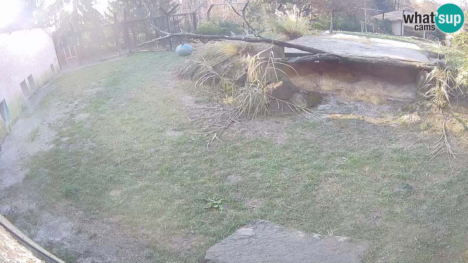 Löwe live Webcam im Zoo von Ljubljana – Slowenien