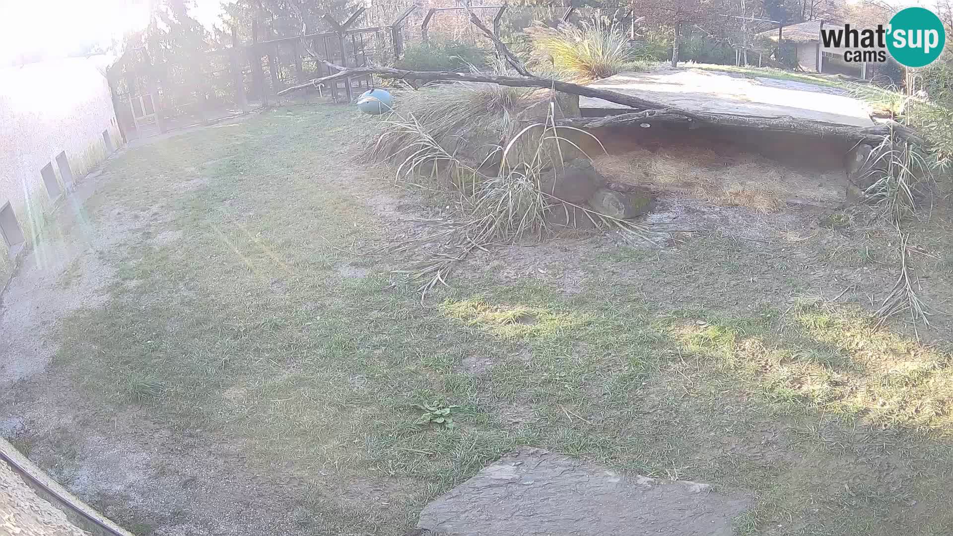 Löwe live Webcam im Zoo von Ljubljana – Slowenien