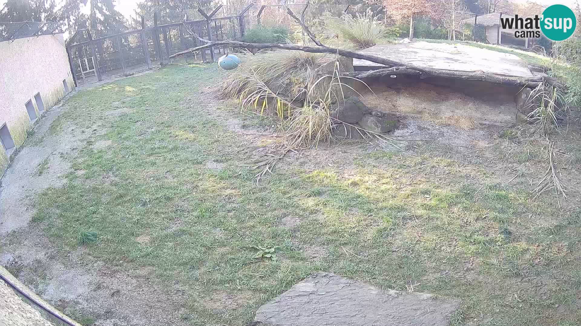 Löwe live Webcam im Zoo von Ljubljana – Slowenien