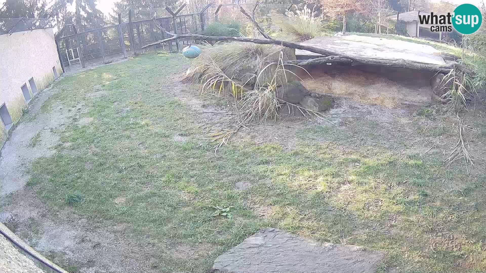 LEONE live Webcam nello zoo di Lubiana – Slovenia