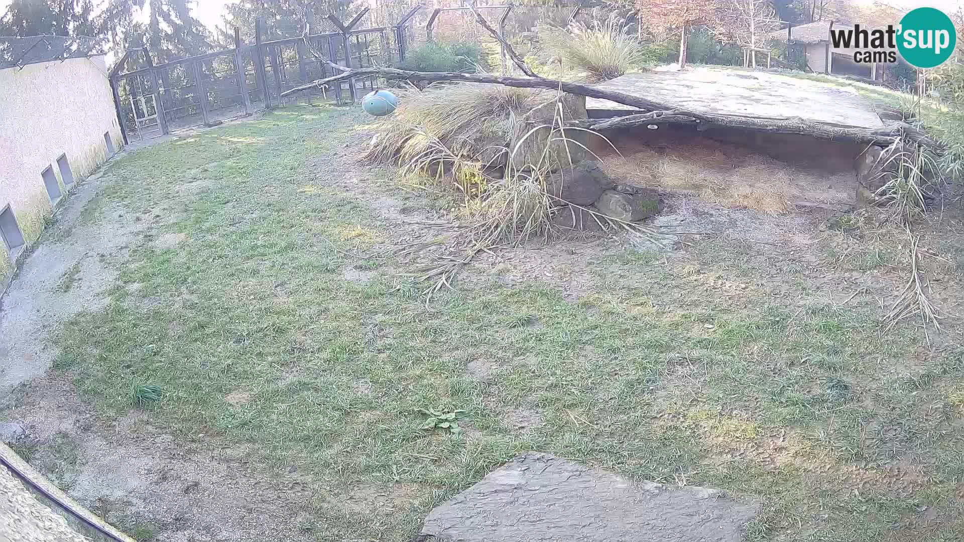 LEONE live Webcam nello zoo di Lubiana – Slovenia