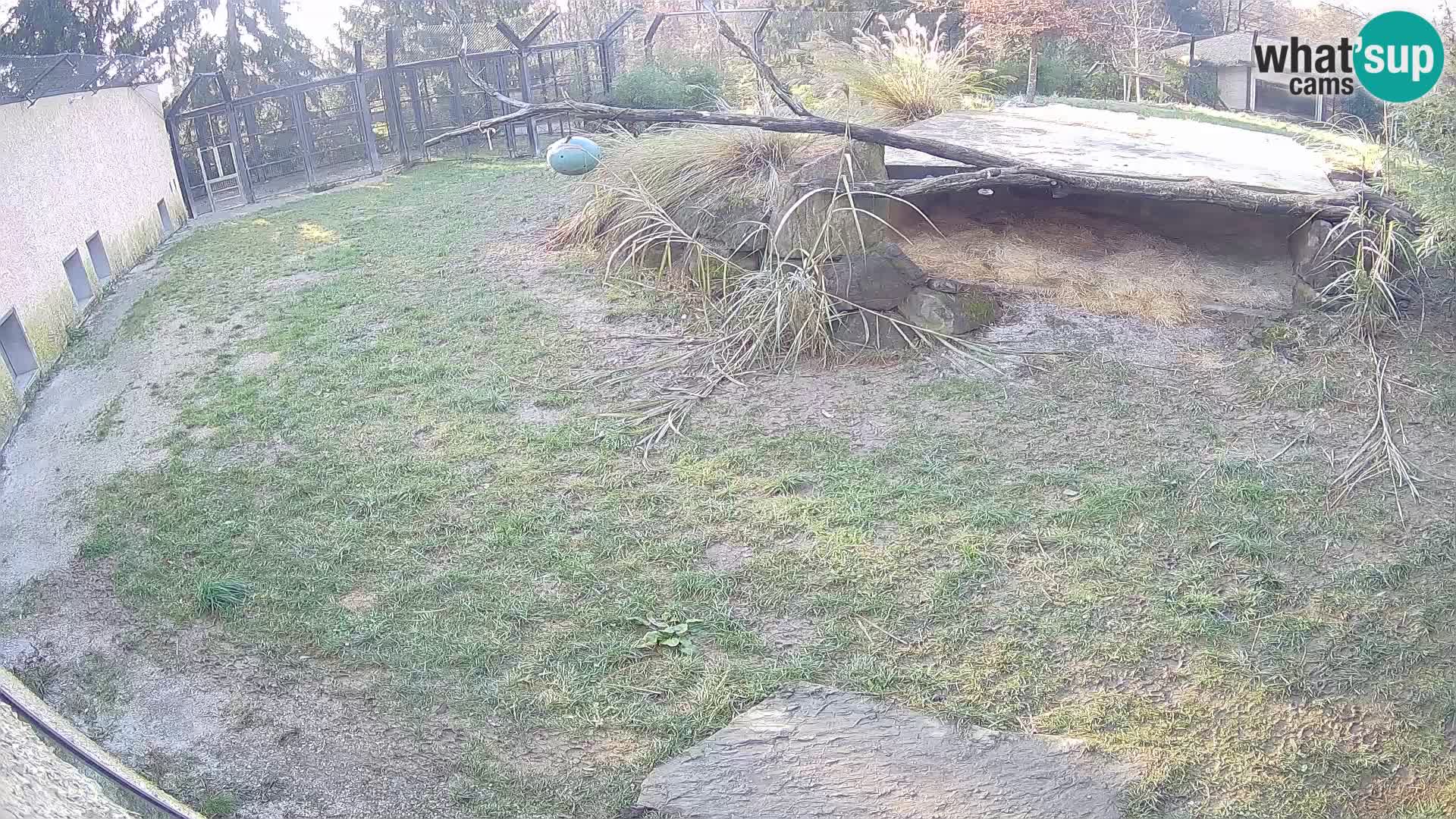 LEON Webcam en vivo en Ljubljana Zoo – Eslovenia