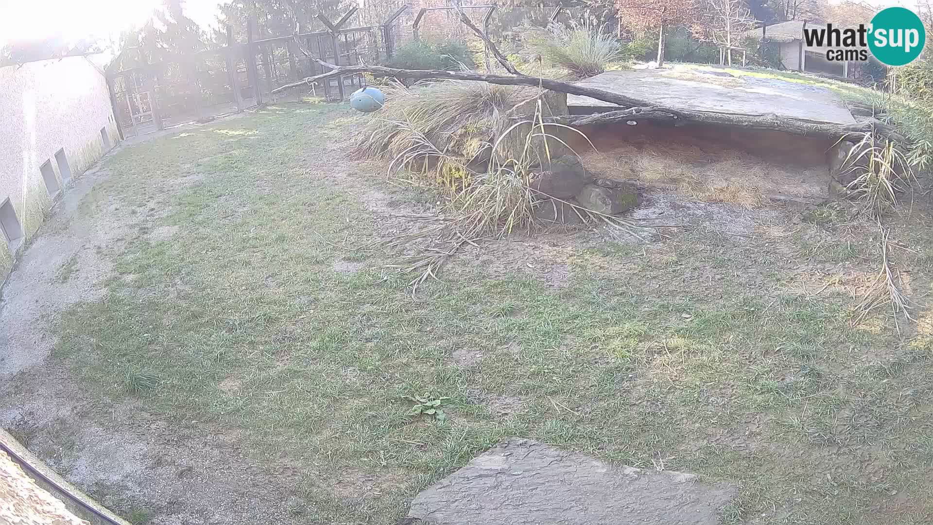 Löwe live Webcam im Zoo von Ljubljana – Slowenien