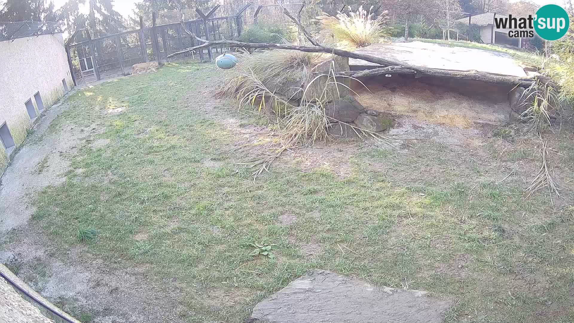 LEON Webcam en vivo en Ljubljana Zoo – Eslovenia