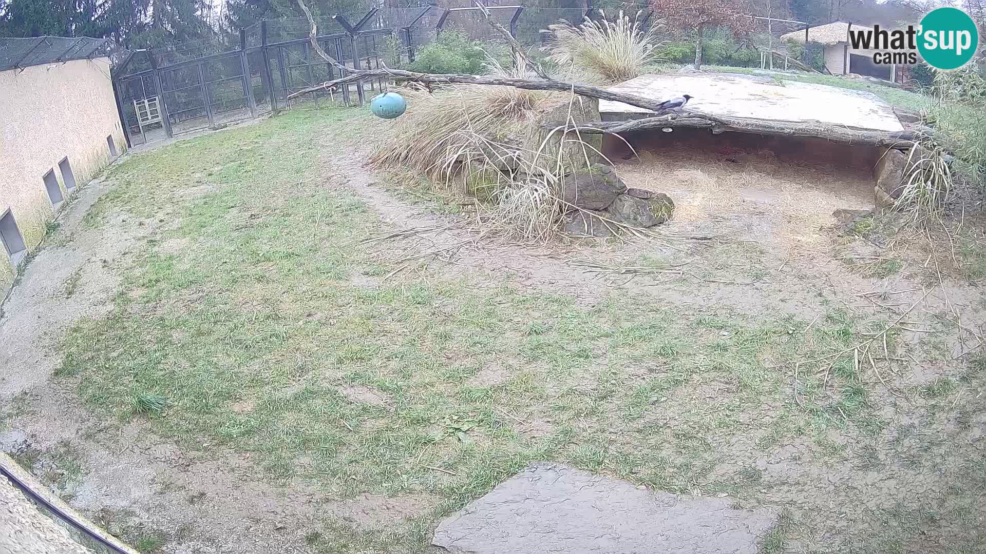 Löwe live Webcam im Zoo von Ljubljana – Slowenien