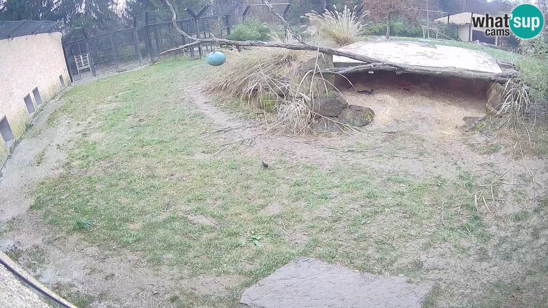 LEONE live Webcam nello zoo di Lubiana – Slovenia