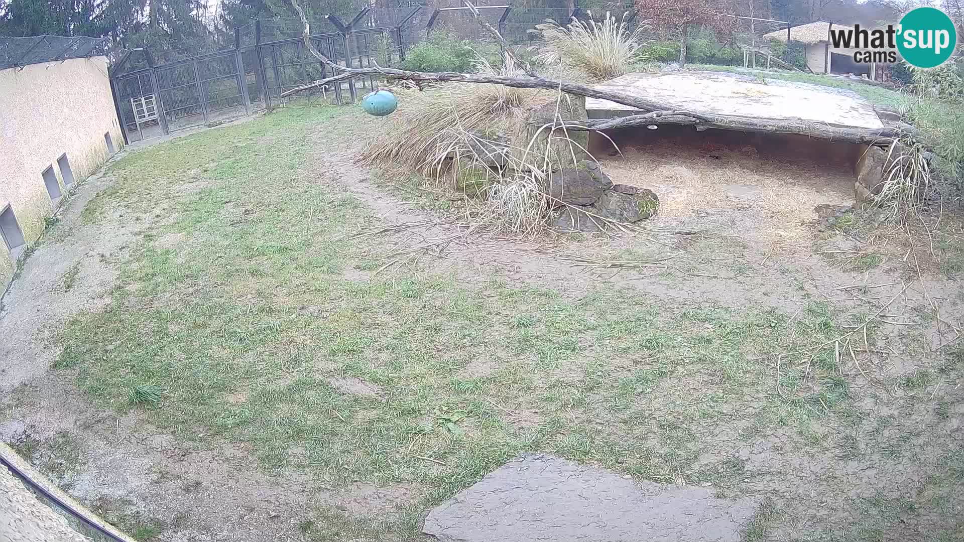 LEONE live Webcam nello zoo di Lubiana – Slovenia