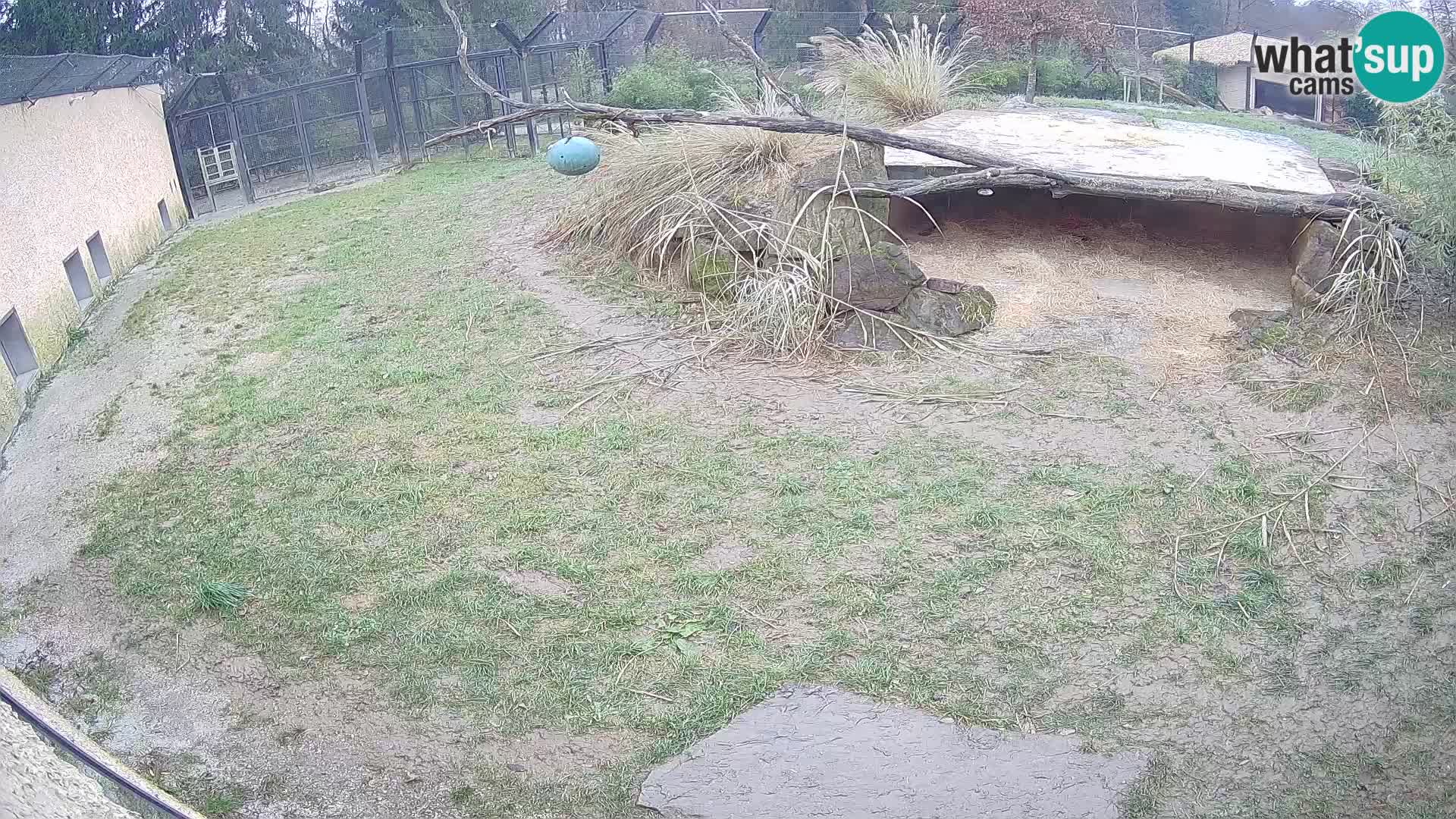 LEONE live Webcam nello zoo di Lubiana – Slovenia