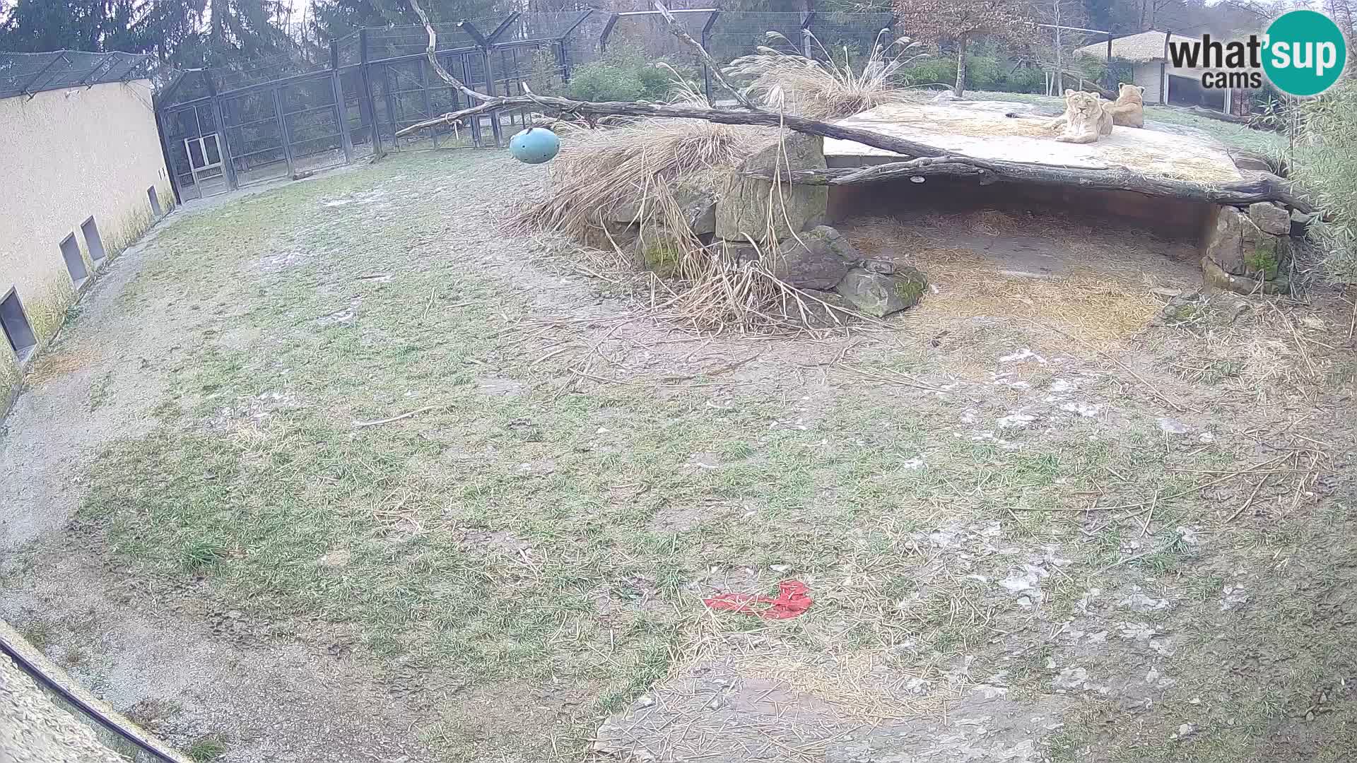 LION live Webcam in Ljubljana Zoo – Slovenia