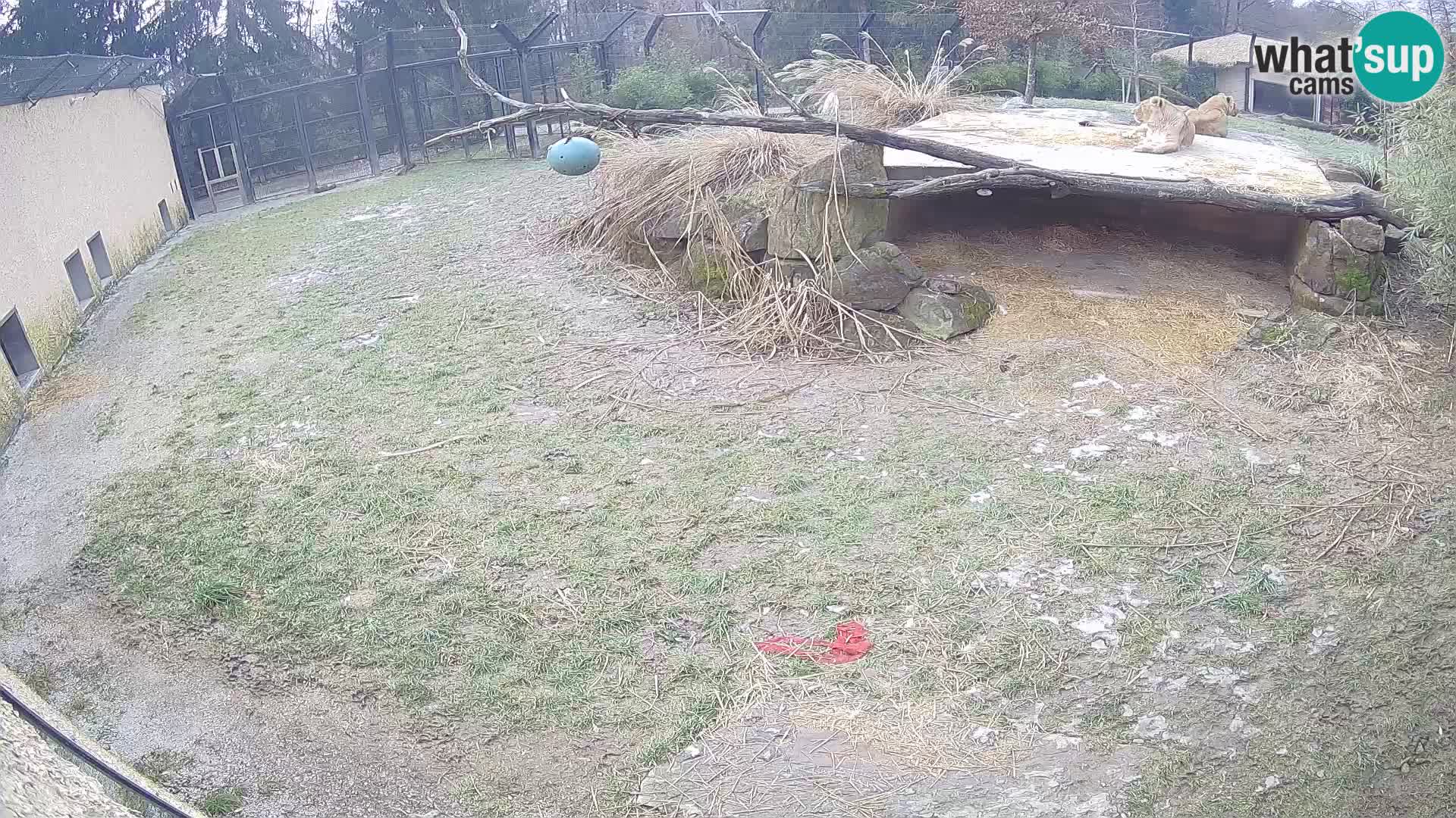 Löwe live Webcam im Zoo von Ljubljana – Slowenien