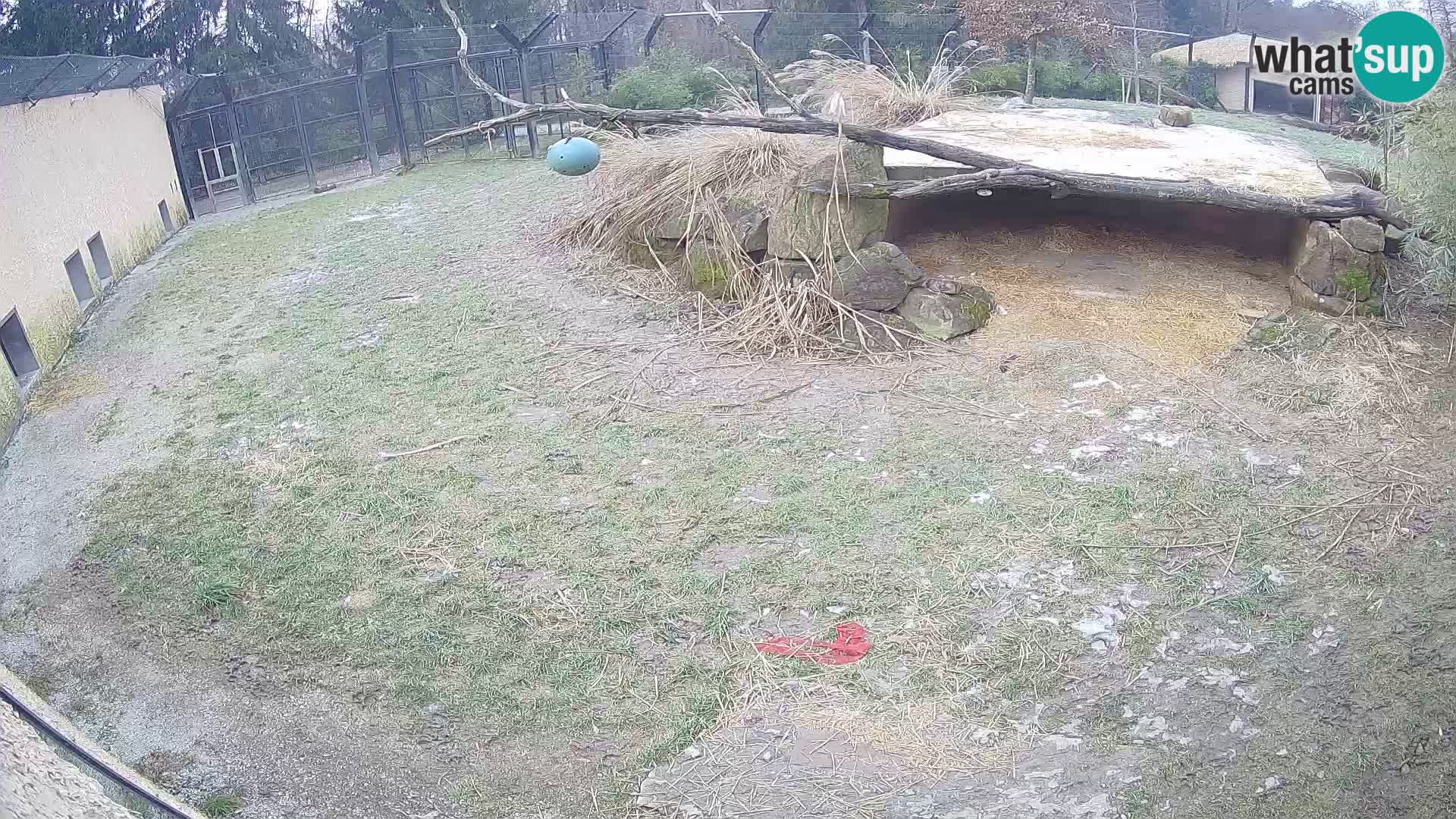 LION live Webcam in Ljubljana Zoo – Slovenia