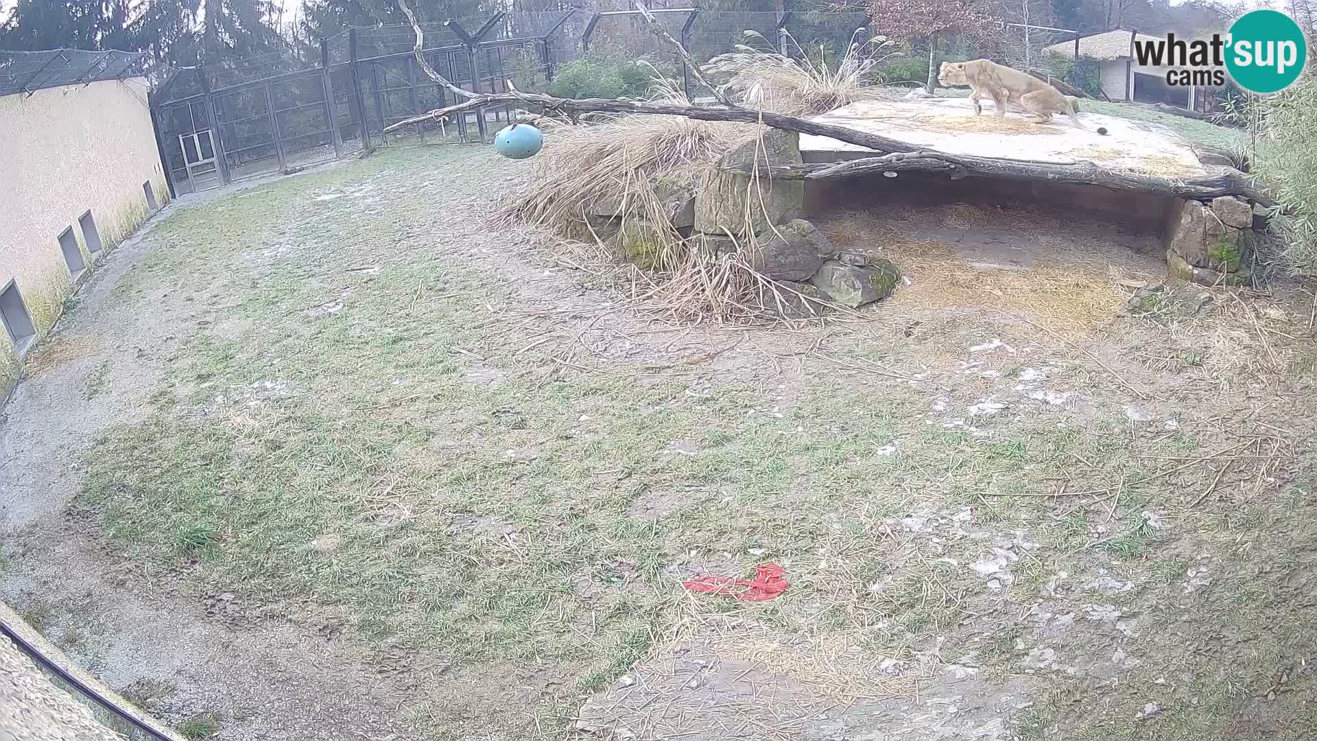 Löwe live Webcam im Zoo von Ljubljana – Slowenien