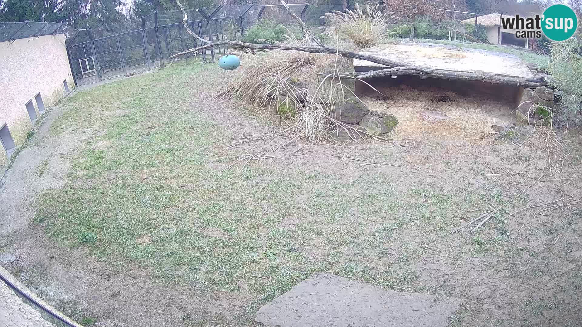 LEON Webcam en vivo en Ljubljana Zoo – Eslovenia