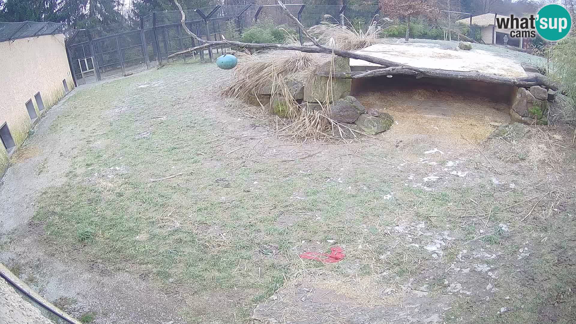 LION live Webcam in Ljubljana Zoo – Slovenia