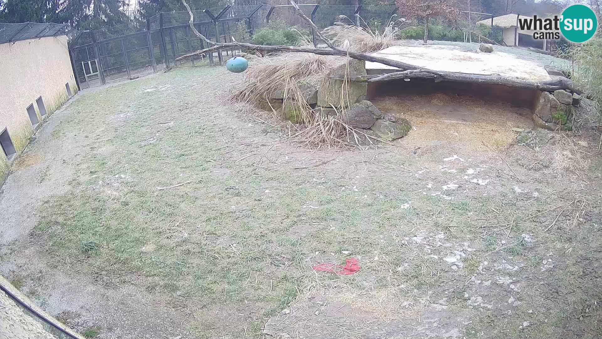 LION live Webcam in Ljubljana Zoo – Slovenia