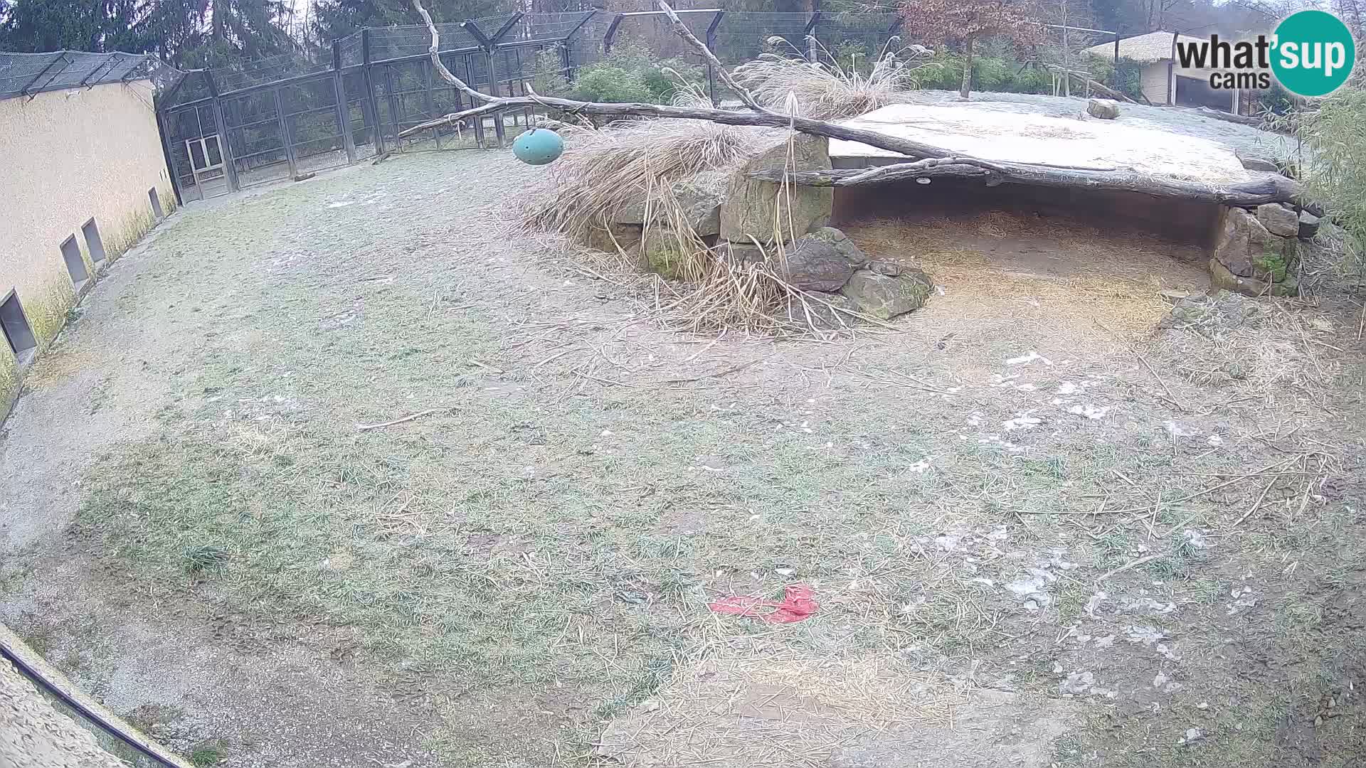 LION live Webcam in Ljubljana Zoo – Slovenia