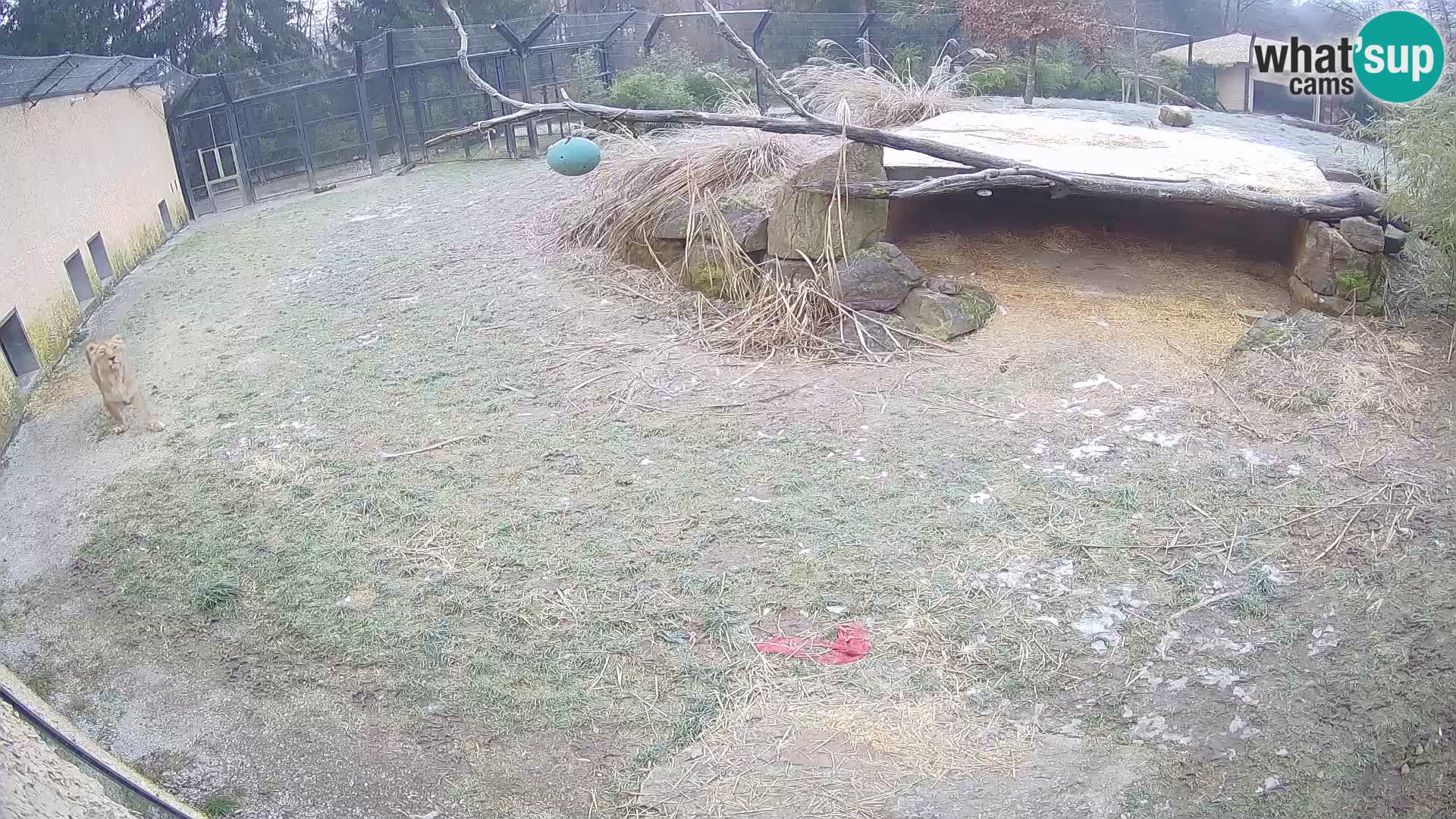 LION live Webcam in Ljubljana Zoo – Slovenia